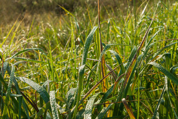 Nizhny Novgorod region, Russia - 2019, September: Green grass with drops of water on a sunny day