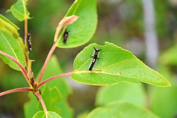 caterpillar on leaf - root glacier alaska 