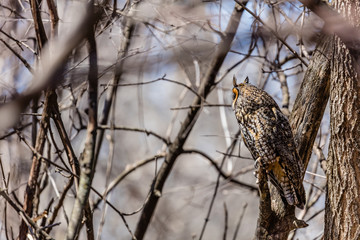Long eared owl perched resting in winter, Quebec, Canada.