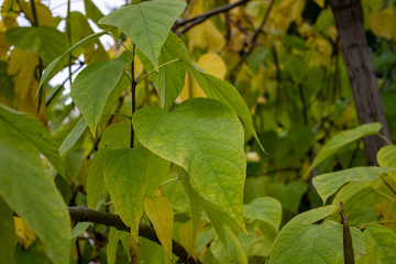 Fototapeta na wymiar Succulent big leaves in autumn day