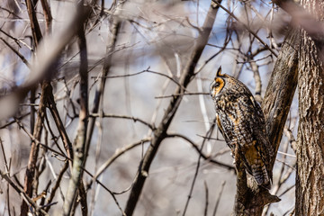 Long eared owl perched resting in winter, Quebec, Canada.