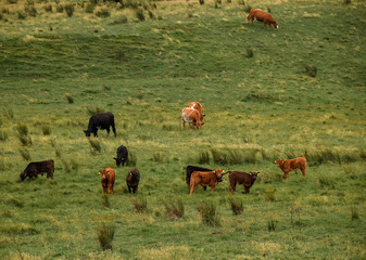 herd of cows grazing in field