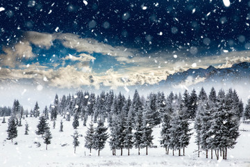 Naklejka na ściany i meble Christmas background with snowy fir trees and mountains in heavy blizzard.
