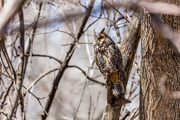 Long eared owl perched resting in winter, Quebec, Canada.