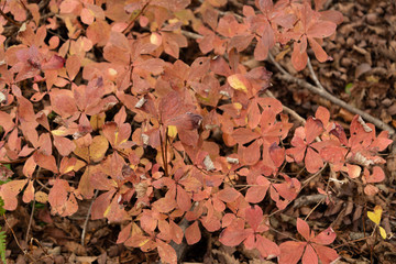 安達太良山登山道の晩秋