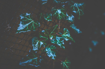 Abstract wet plants with a dark background and a bright blue accent for the background