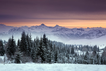 Christmas background with snowy fir trees and mountains in heavy blizzard.