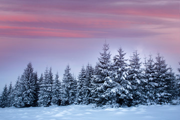 Christmas background with snowy fir trees and mountains in heavy blizzard.