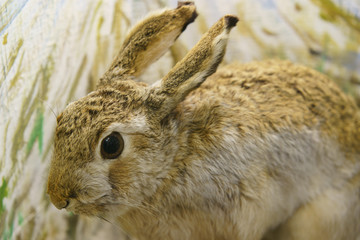 Photography of taxidermy stuffed hare. Hunting trophies. Stuffed animals to order. Hunting theme.