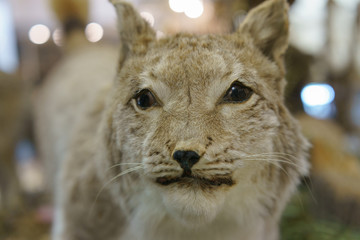 Photography of taxidermy stuffed lynx's muzzle. Hunting trophies. Stuffed animals to order. Hunting theme.