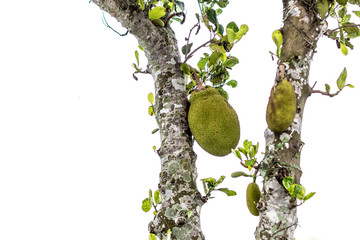 Durian