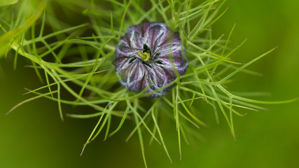 blue flower on green background