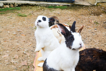 Naklejka na ściany i meble A group of black and white rabbits standing and looking at camera in a farm