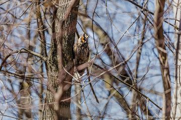 Long eared owl perched resting in winter, Quebec, Canada.
