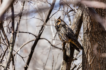 Long eared owl perched resting in winter, Quebec, Canada.