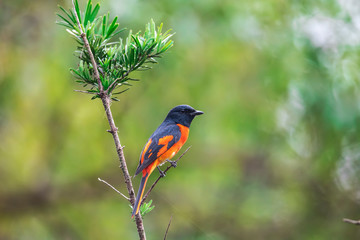 Scarlet Minivet (Formal Name: Pericrocotus flammeus), Male