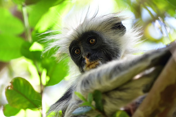 Zanzibar red colobus in Jozani forest. Tanzania, Africa