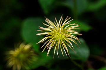 Flower without petals