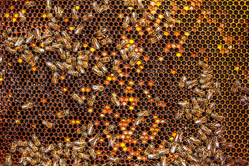 Bees and honey on a wax frame.