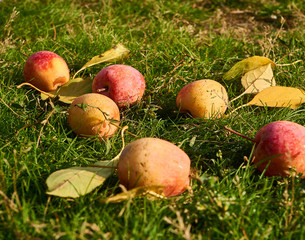 Ripe wild apples with yellow autumn leaves on green grass