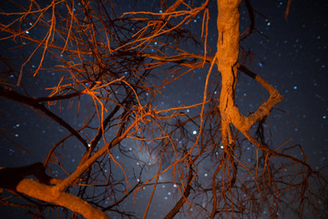 Bonito paisaje nocturno con muchas estrellas