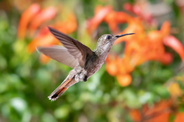 A female Ruby Topaz hummingbird hovers in a garden with a blurred Honeysuckle plant in the background.