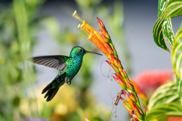 A Blue-chinned Sapphire hummingbird feeding on an orange flower from the Sanchezia bush. © Chelsea Sampson