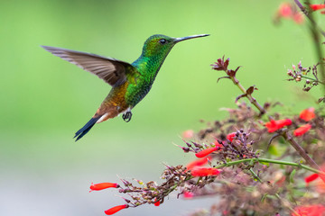 A Copper-rumped hummingbird hovering in the air next to red flowers in a tropical garden.