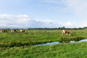 Fototapeta premium A characteristic dutch landscape with cows