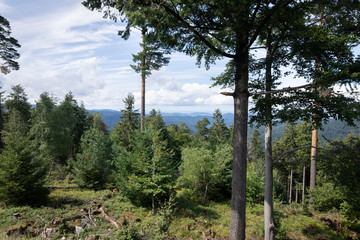 Fototapeta premium View from the road in the Black Forest
