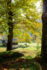 Fototapeta na wymiar Soglio (CH) - Chestnut grove in autumn
