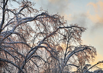 Tsaritsyno park in Moscow after icy rain. Russia