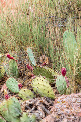 A tiny chipmunk finds food in the fruit of the Prickly Pear Cactus in the arid climate of Calf Creek in Escalante-Grand Staircase National Monument