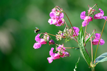 Drüsiges Springkraut (Impatiens glandulifera)	