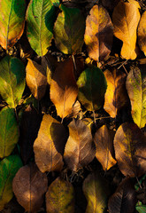 autumn leaves on a black background