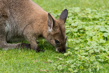 Fototapeta premium Cute Bennet Kangaroo on a meadow