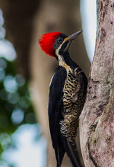 colorful woodpecker climbing the tree
