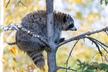A cute racoon on a tree in Canada, Procyon lotor, portrait