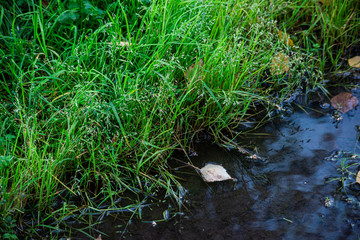 Green grass in blue water