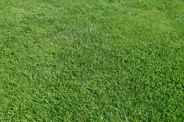 green grass texture for background