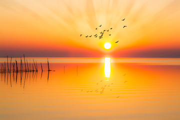 Fototapeta atardecer sobre el lagos con aves volando hacia el sol obraz