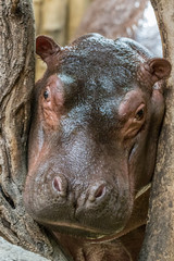 Cute hippo curiously exploring its surroundings