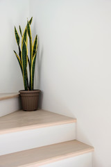 Sansevieria or snake plant at staircase in home