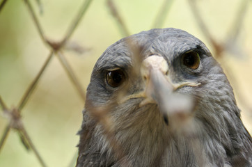 sad eagle in a cage