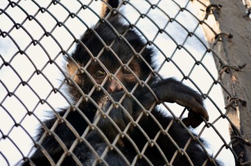 sad monkey behind bars at the zoo