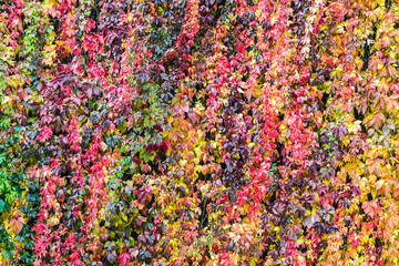 colorful background of plants and autumn leaves in Park or forest