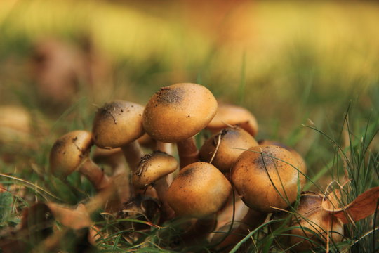 Gruppo di funghi chiodini con sfondo bokeh autunnale