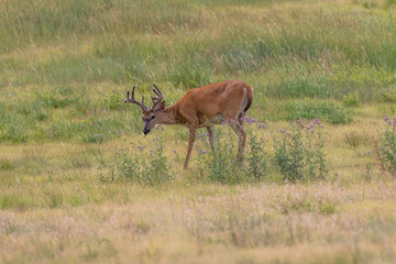 Whitetail Buck in Velvet in Summer
