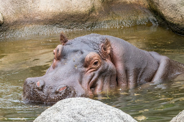 Cute hippo curiously exploring its surroundings