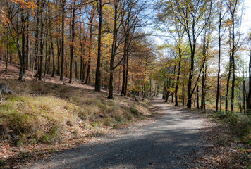 road in the forest